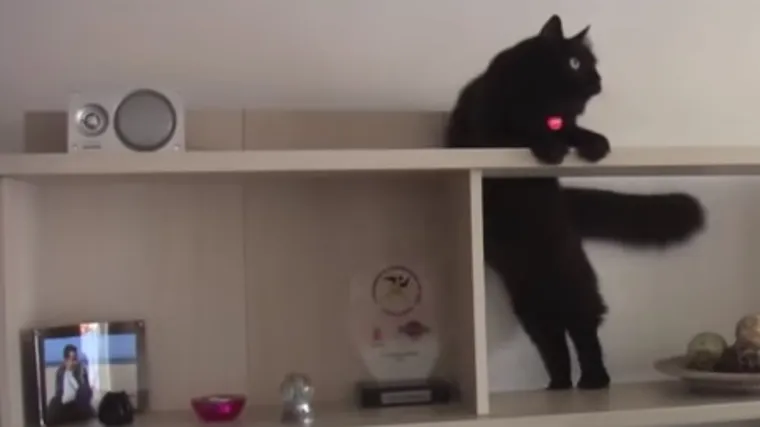 Ova maca će učiniti sve da dođe do svoje omiljene igračke