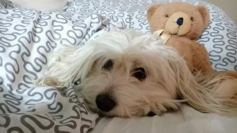 Jeste se ikada pitali otkud izraz pasje vrućine?  Mala Niki zna...