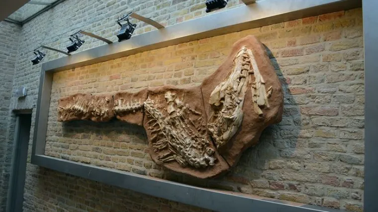 Za samo 7.600 kuna možete kupiti fosil dinosaura