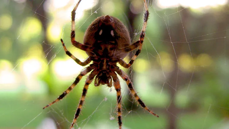 Kustos za pauke odgovorio na vječni misterij: Evo treba li ih izbacivati iz kuće