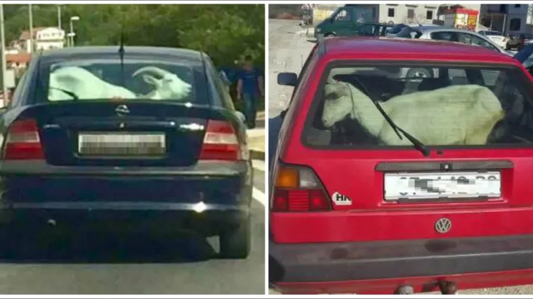 Ovaj vikend su SVI nekud putovali, pa i ove koze