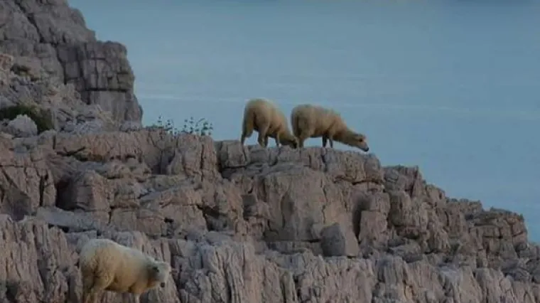 Ovako ne&scaron;to može se vidjeti samo na Pagu i vrijedno je divljenja