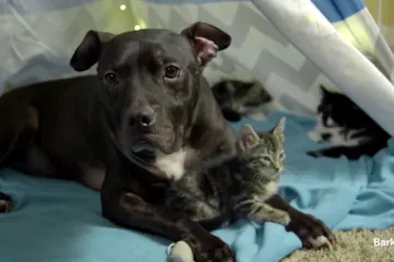 Pitbula spasili iz pakla borbi pasa i nećete vjerovati što danas radi