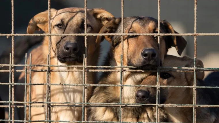 Izgladnjeli psi jeli le&scaron;ine pasa, mučili su ih elektro&scaron;okerom...