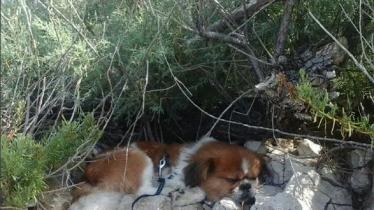Dok se ljudi bore sa suncobranima, psi imaju puno bolje rje&scaron;enje za plažu