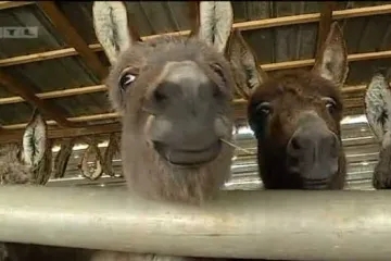 Jela od magarećeg mesa: Istrijani izbacili novi stari afrodizijak kojeg se mnogi groze