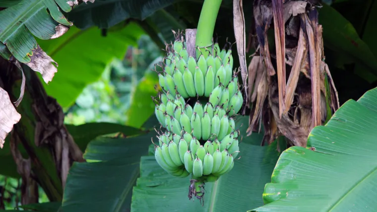 Čudo u Poznanovcu: prvi put rodile banane u Zagorju!