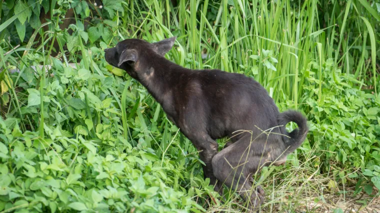 Odzvonilo vlasnicima koji ne kupe izmet za svojim psima: evo kako će Bandić tome stati na kraj