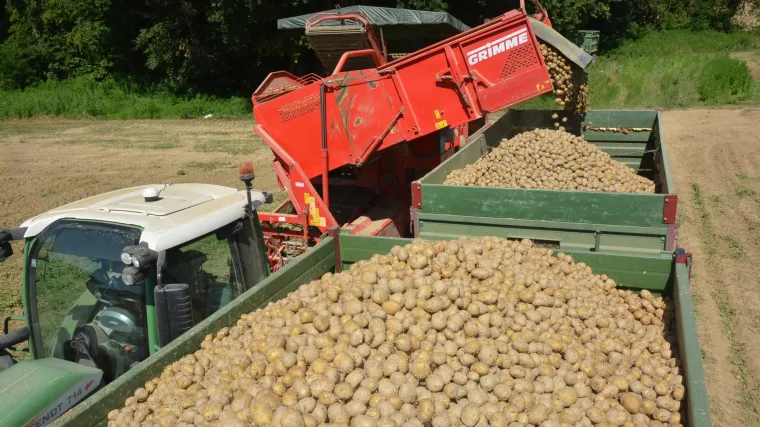 Proizvođači krumpira pred bankrotom zbog preniskih cijena u trgovačkim centrima