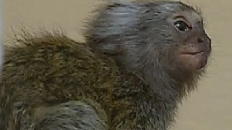 Gdje čeljad nije bijesna ni kuća nije tijesna: zajedno žive majmuni, sova, zmija, kornjača, pas i ljudi