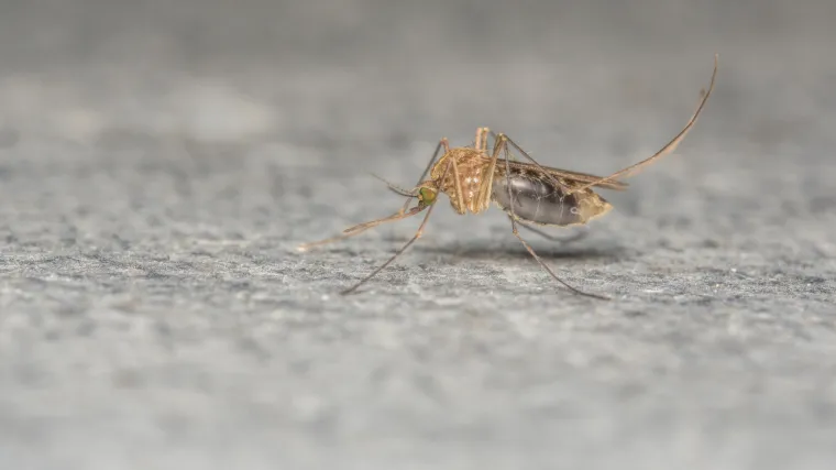 Američki vojnici zaraženi zikom u inozemstvu, među njima i jedna trudnica