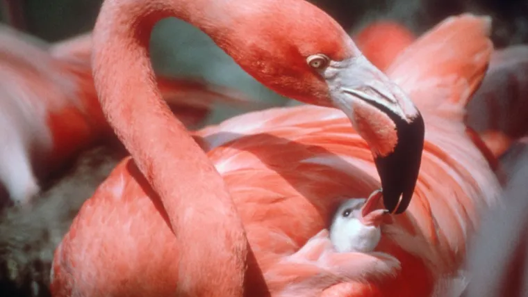 Zoološki vrt morao usmrtiti flaminga kojeg je napao posjetitelj