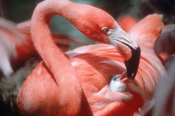 Zoološki vrt morao usmrtiti flaminga kojeg je napao posjetitelj