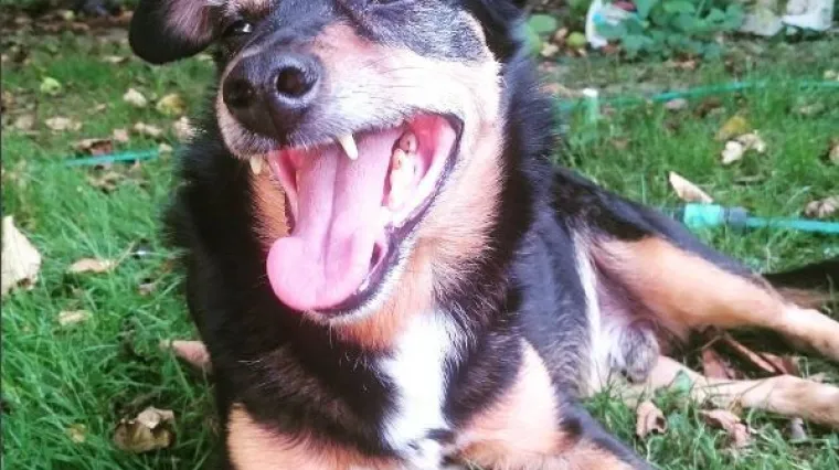 Osmijeh od uha do uha i kada je +35 u hladu