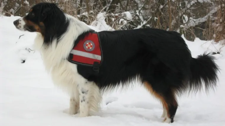 HGSS se oprostio od psa junaka: 'Hvala mu za svu pomoć i sve vesele trenutke'