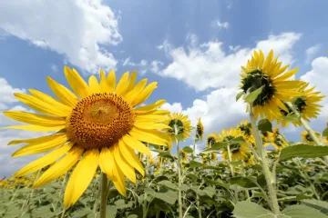 Znanstvenici napokon otkrili zašto suncokreti prate Sunce