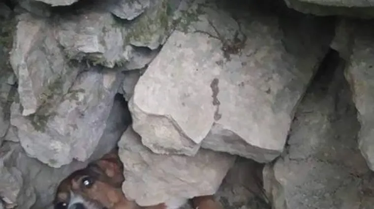 Odbjegle pse vatrogasci i volonteri nakon tri dana spasili iz odrona kamenja