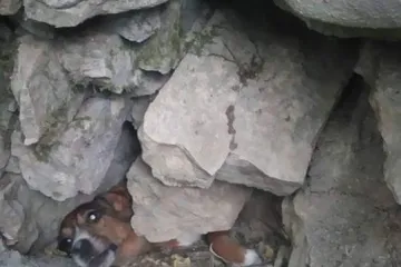 Odbjegle pse vatrogasci i volonteri nakon tri dana spasili iz odrona kamenja