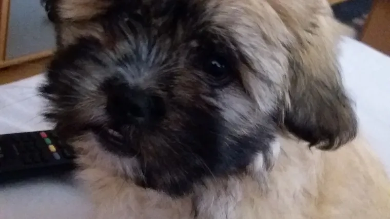 Klupko vrckavosti i ljepote koje bismo jako rado razmazili