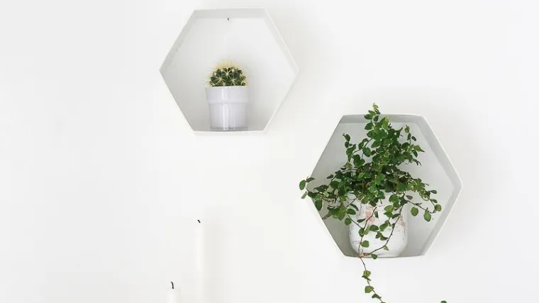 Budite originalni: Totalno cool način da zidove ukrasite biljkama, a treba vam samo malo kartona