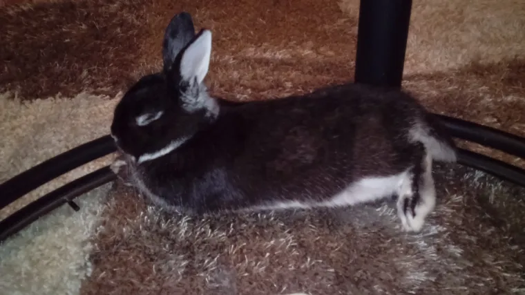 Vito &scaron;armira dok kažete kažete 'hop'