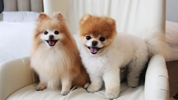 Iskoristile Tinder za pomoć psima: slatke fotke s četveronožnim čupavcima privukle su brojne frajere