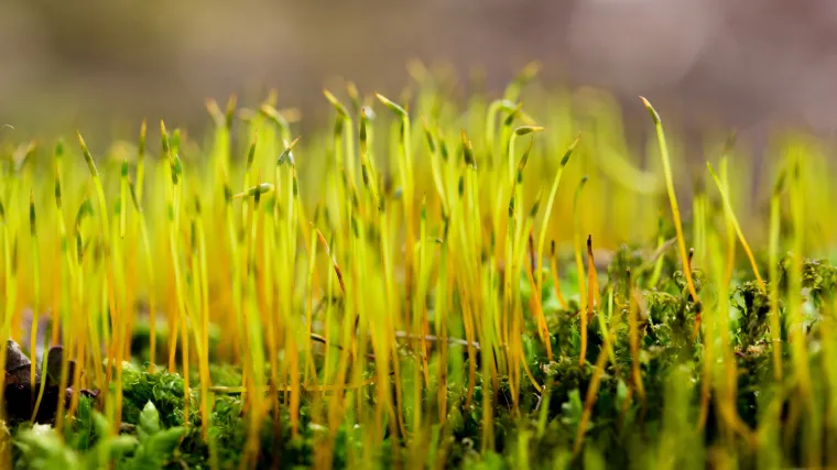 Skromna biljka proizvela je dovoljno kisika za razvoj života na Zemlji