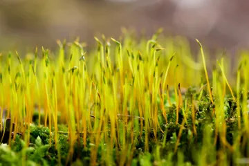 Skromna biljka proizvela je dovoljno kisika za razvoj života na Zemlji