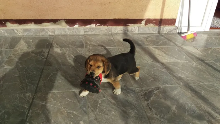 Nevjerojatna tromjesečna Rea ulovila je 'krokodila'