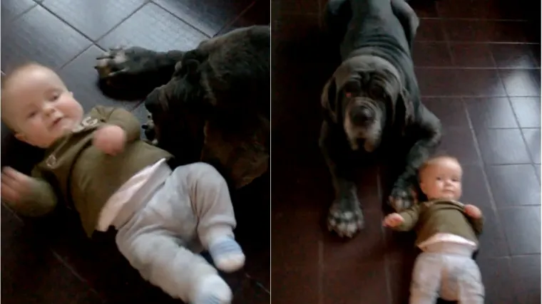 Jedna mama iz Rijeke snimila je najbolji video koji ćete vidjeti danas: Evo kako se veliki nježni pas upoznaje s malom bebom