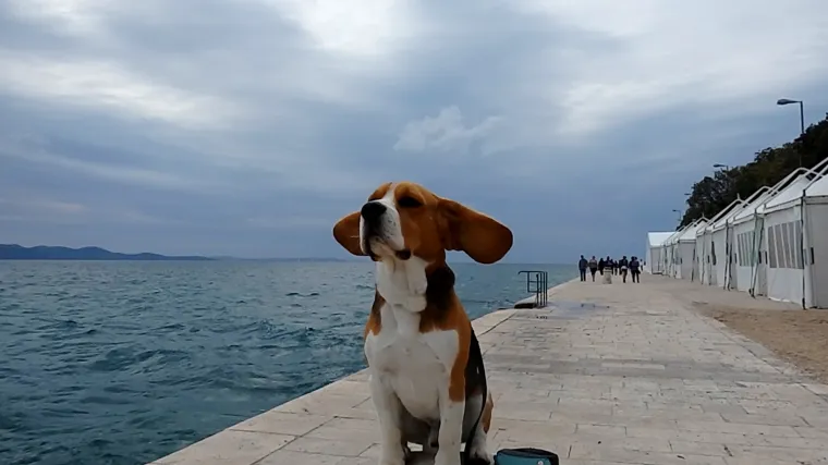 Buddy je možda stigao samo na ljetovanje, ali prognozira kao pravi barba