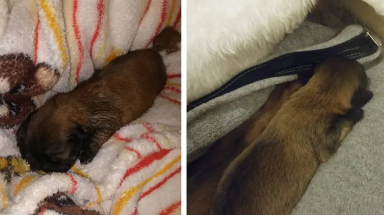 Nepoznati bolesnik &scaron;tence zamotao u plastičnu vrećicu i bacio u kontejner