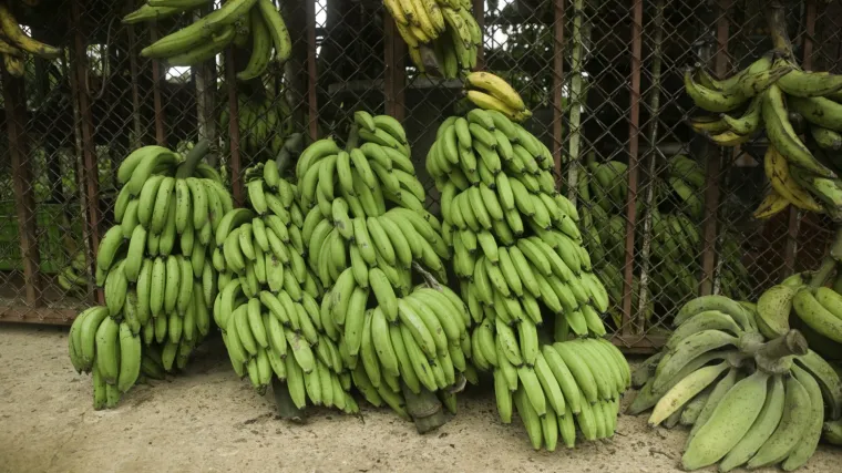 Banane bi mogle nestati za 5 do 10 godina