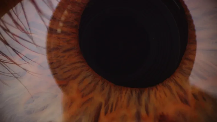 Inovativnom metodom uspje&scaron;no uzgojene i usađene stanice rožnice