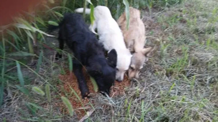 Volonteri prona&scaron;li ubijene &scaron;tence kojima su se vratili pomoći: 'Stidi se ljudski rode &scaron;to su i ranjeni trčali prema čovjeku'