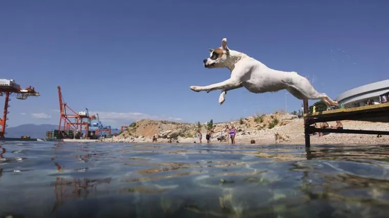 Poznati humanitarni događaj na psećjoj plaži Brajdica