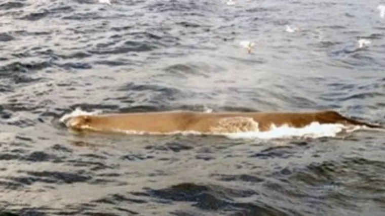 'Pojava ulje&scaron;ura u Jadranu je prilično rijetka, ako ih vidite, nemojte im prilaziti'