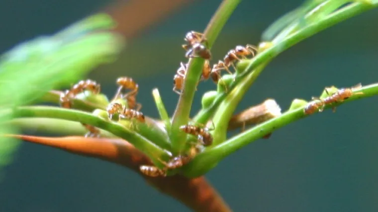 Ključni dio teorije evolucije upravo je okrenut naglavačke