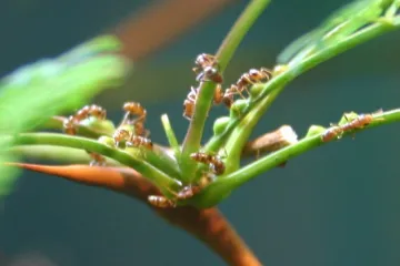 Ključni dio teorije evolucije upravo je okrenut naglavačke