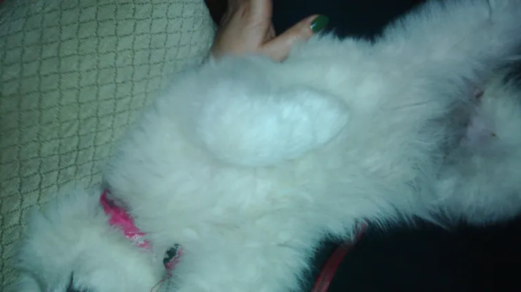 Luna mjesečari pa je i preko dana jakooo pospana