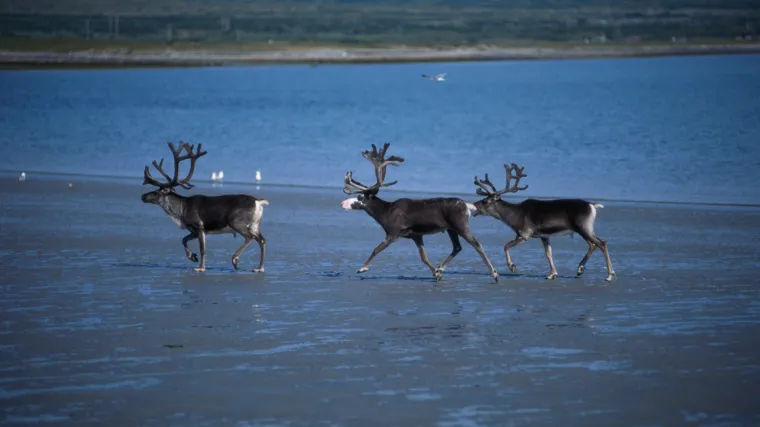 Vi&scaron;e od 300 sobova stradalo od munje u južnoj Norve&scaron;koj
