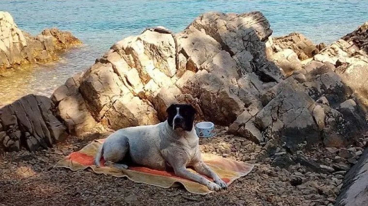 I moramo priznati da je nevjerojatno dobro odgojen i pristojan