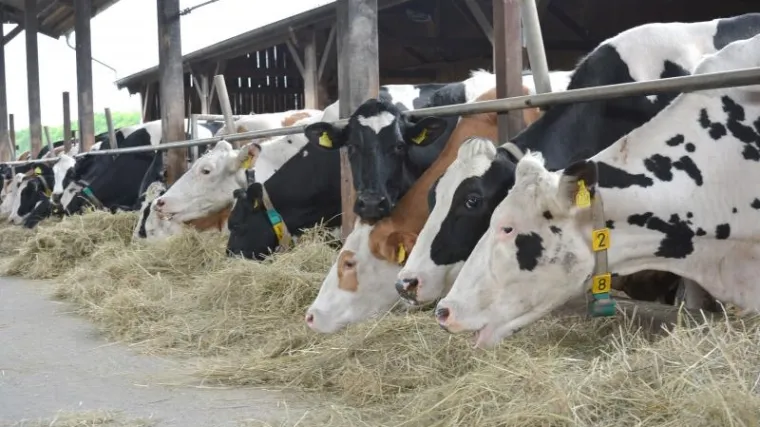 Devet načina na koje se perfidno, ali sustavno uni&scaron;tavaju hrvatski mljekari