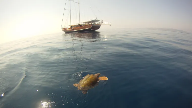 Velika morska kornjača ozlijeđena pluta između otoka Hvara i Visa