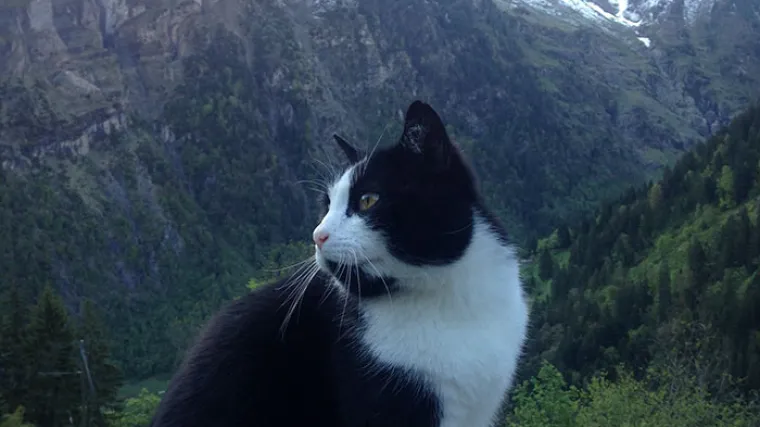 Kako je mačka spasila život izgubljenom planinaru u &Scaron;vicarskoj?
