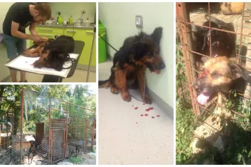 40-ak pasa umire od gladi, međusobno se kolju, jedu mladunčad