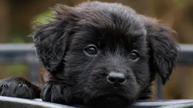 Kujica pro&scaron;la cijeli Zagreb u potrazi za vlasnicom