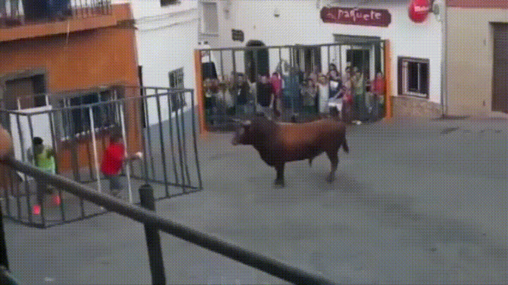 Izazivao bika misleći da je na sigurnom pa dobio što je zaslužio