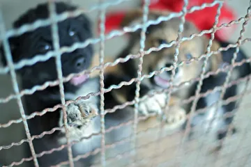 Novi zakon o životinjama ne zabranjuje eutanaziju - ali pogoduje profiterima