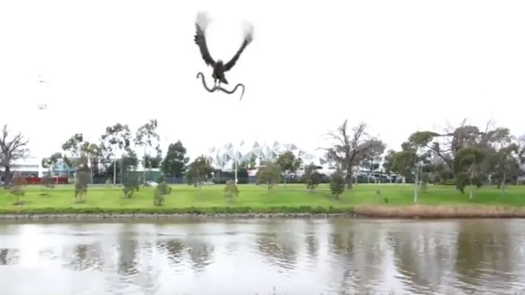 Obiteljsko druženje prekinuo sokol koji je bacio živu zmiju na roštilj